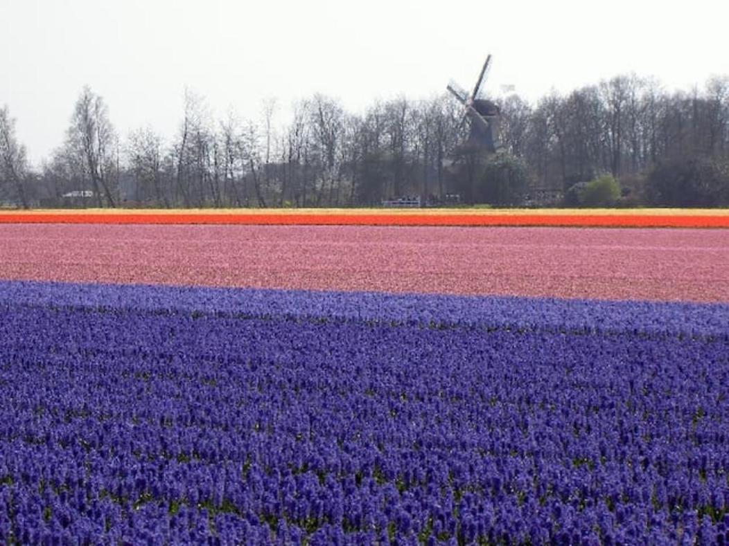 De Kievit Villa Vogelenzang Bagian luar foto